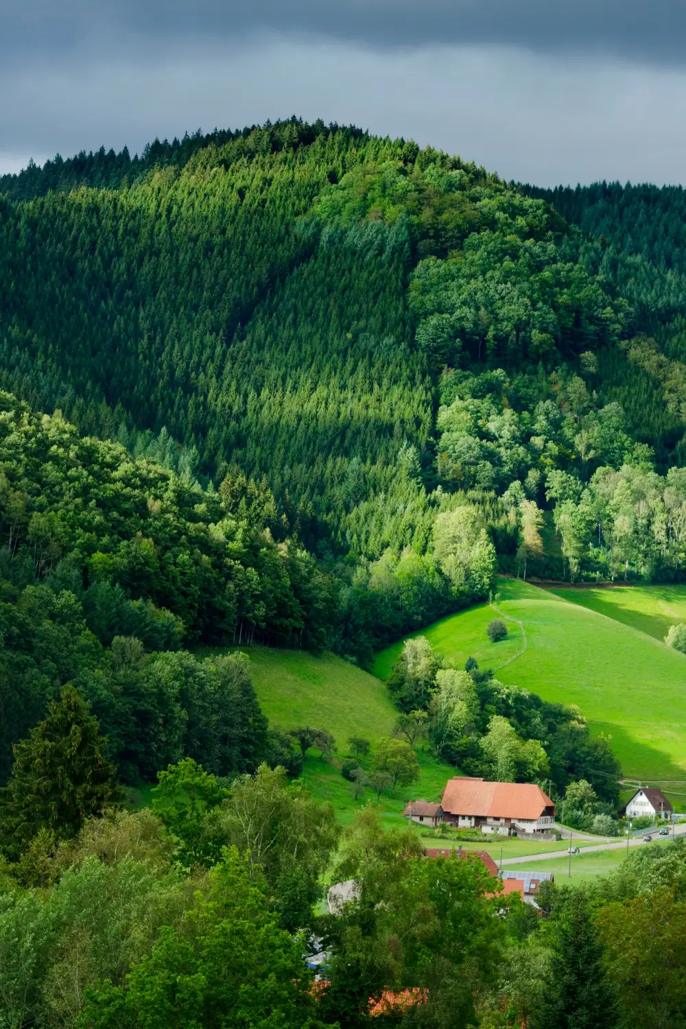 Black-Forest