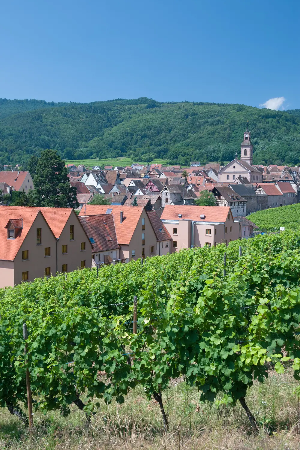 Riquewihr
