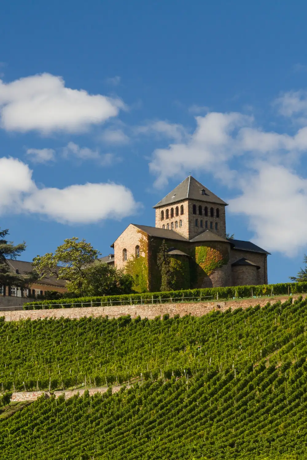 Rhine Valley Vineyards