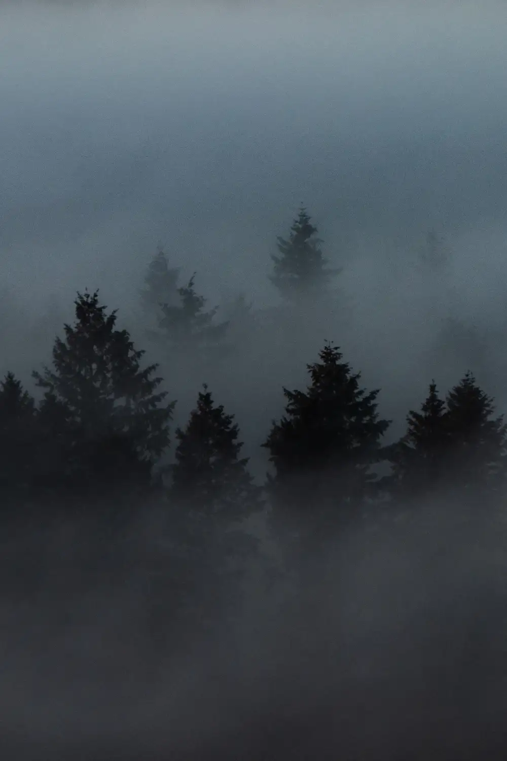 The Black Forest